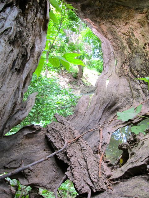 Hollow tree on bank of Taylor Massey Creek, Scarborough