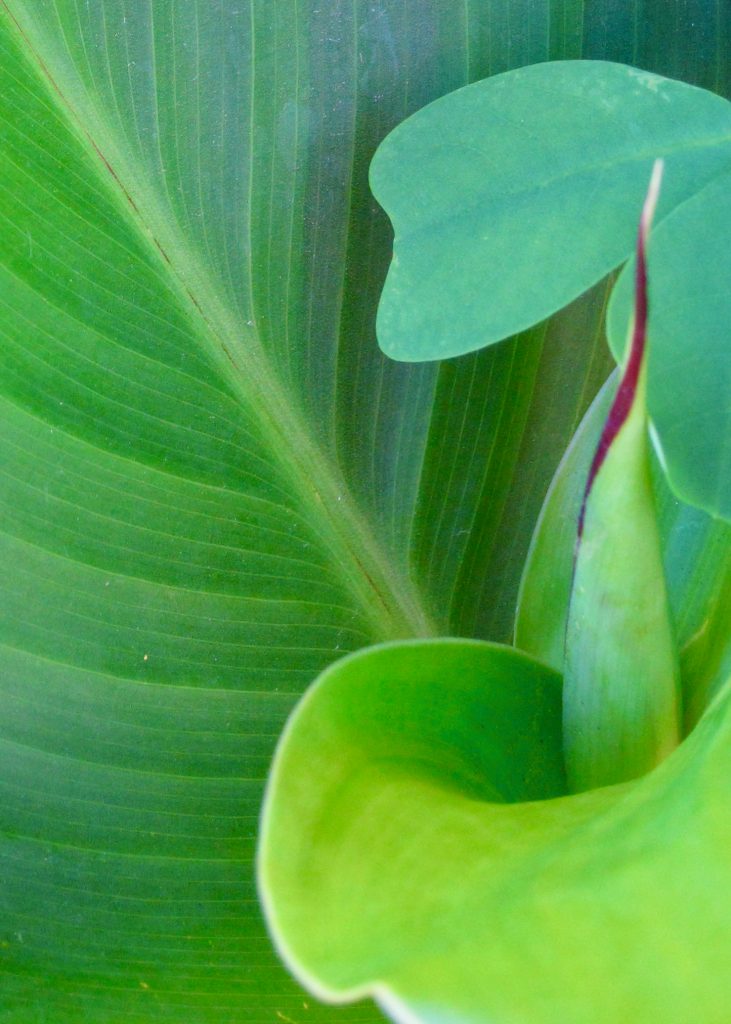 A close up of a green plant

Description automatically generated