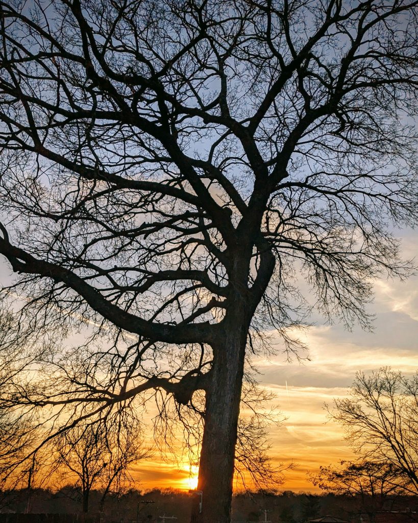 Winter tree against sunset in blue and orange