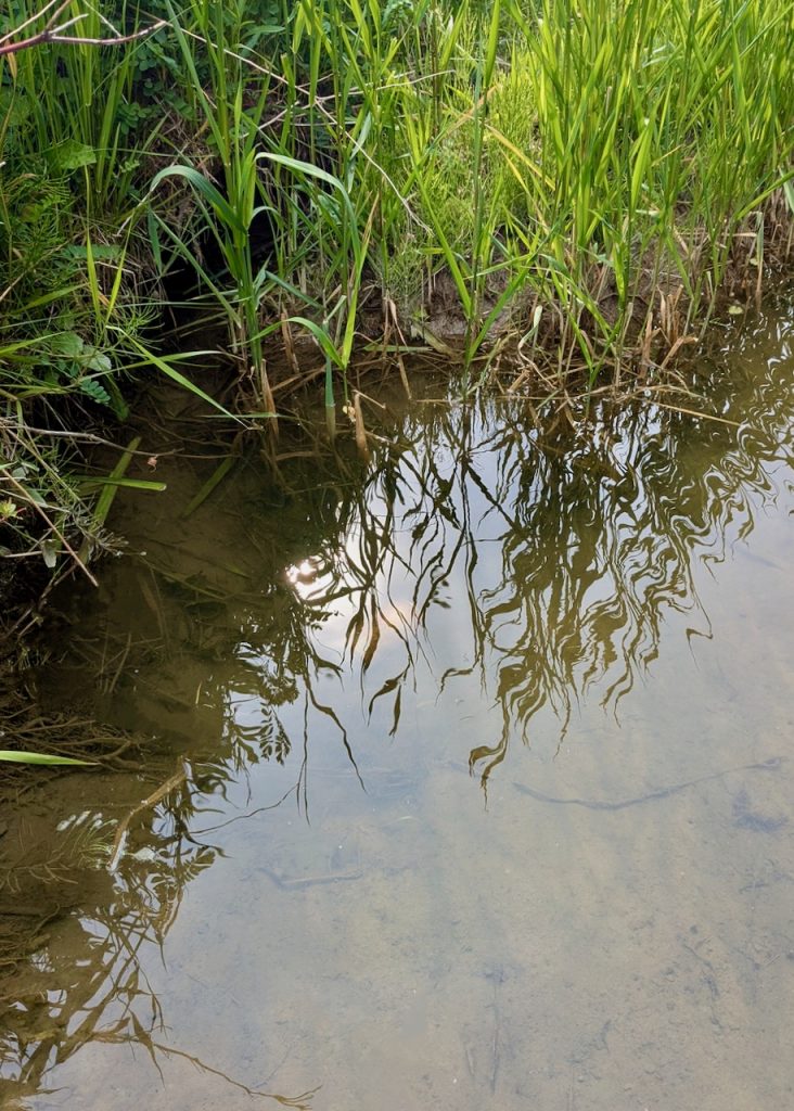 Edge of a stream with reflections of grasses creating waving lines in the dark water