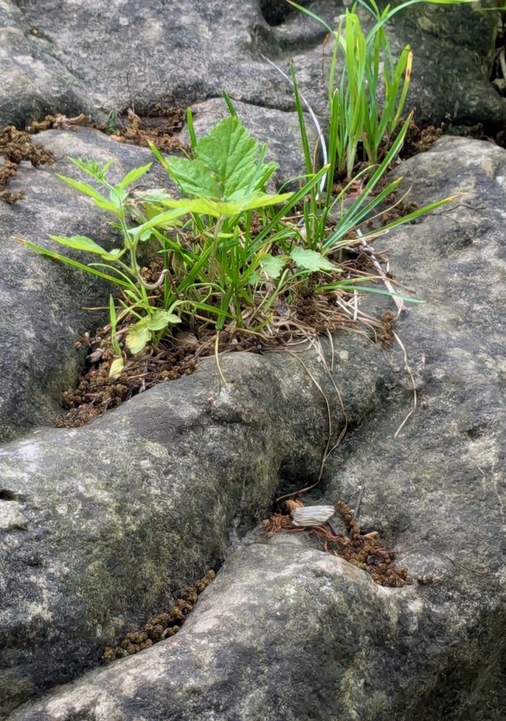 Surface of a boulder with a large crack that hosts sprouting green grasses and leaves
