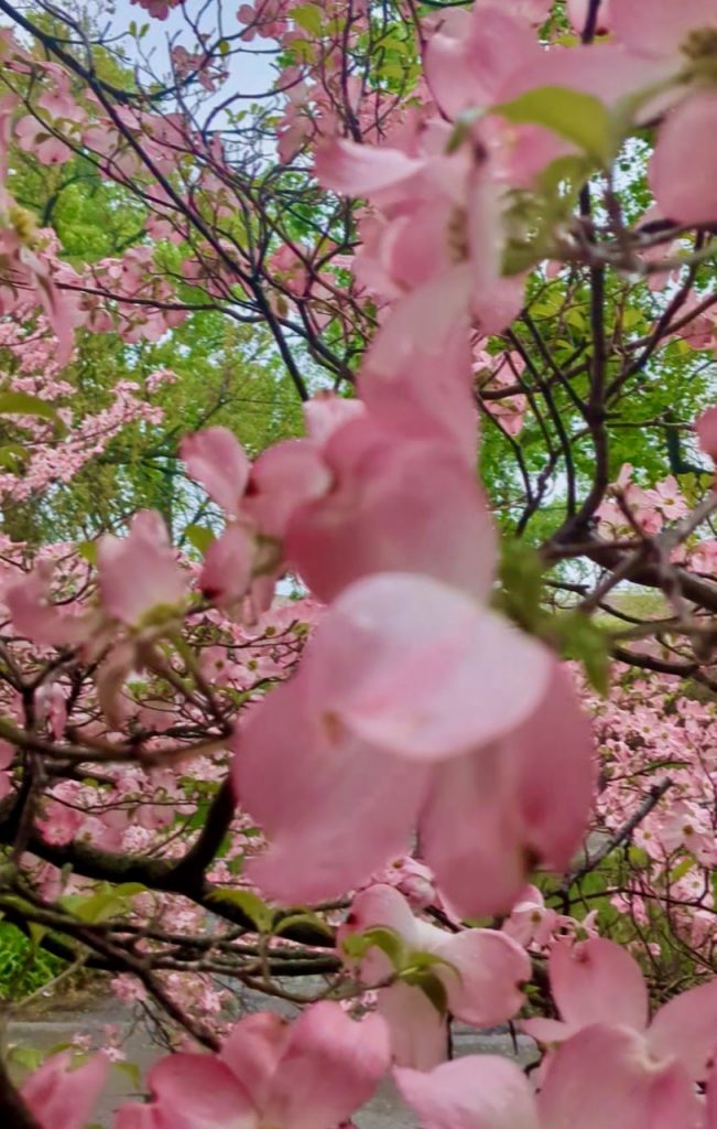 Flowering Dogwood tree with pink blossoms and green leaves