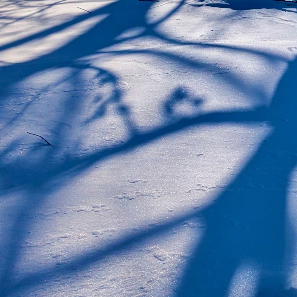 Swooping shadows of tree limbs make patterns (ovals, rectangles, and triangles) on deep snow.